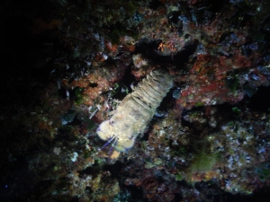 18700189_10208907416433882_725180311553995859_n